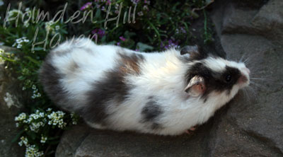 Wisconsin Treasure- Black Tortoiseshell and White (Dominant Spot) Longhaired